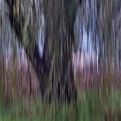 Willow Veil