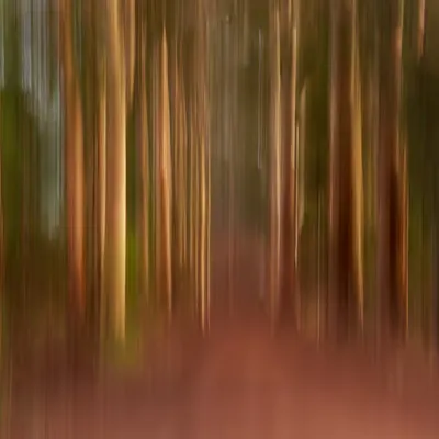 Through the Forest