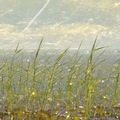 Spring impressionism (18)