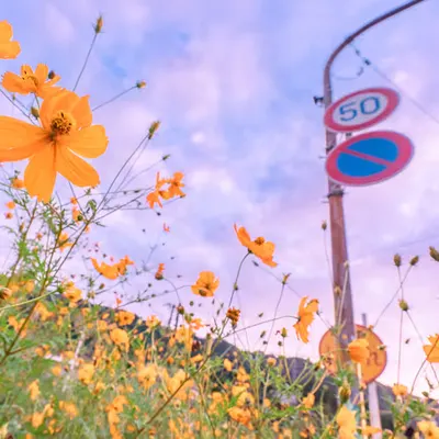 Cosmos in Fukui Prefecture