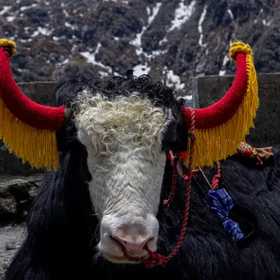 yak