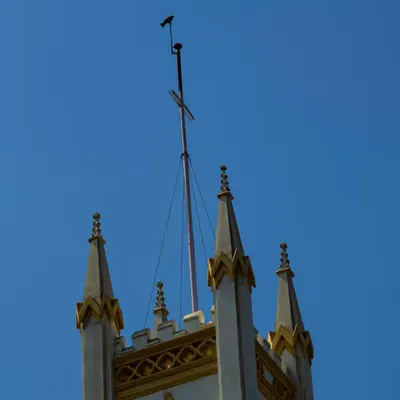 the bird