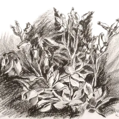 Leucojum Aestivum