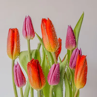 🌷🌷🌷🌷