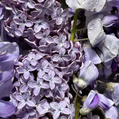 💜