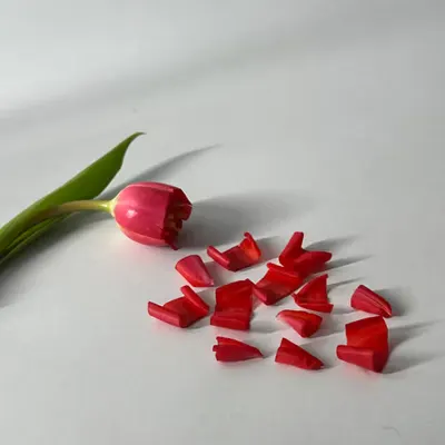Cut to pieces