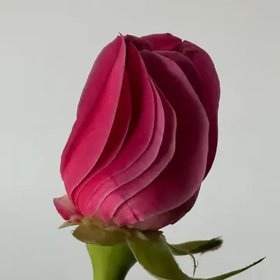 She loves me, she loves me not.