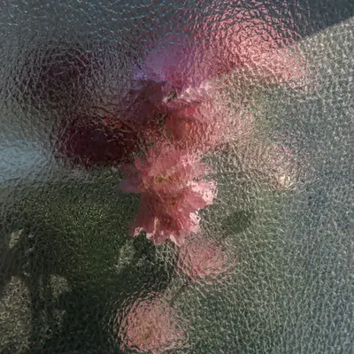 Translucent Flowers