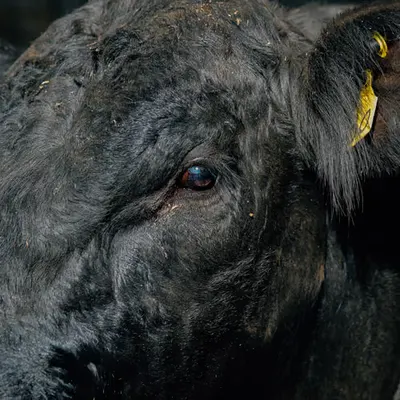 Bull Market 