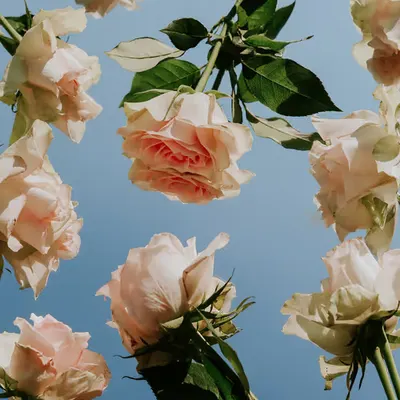 Looking Through the Roses