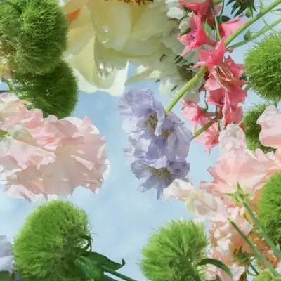 Looking Through The Flowers