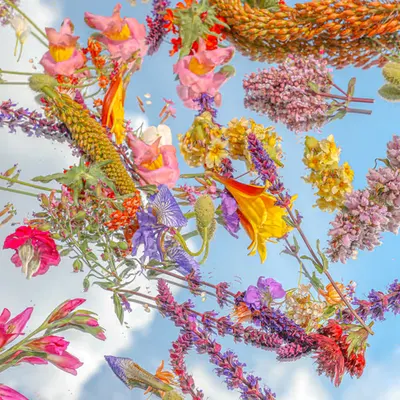 Floral Candy