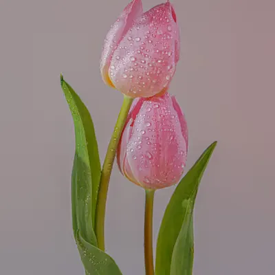 Embrace