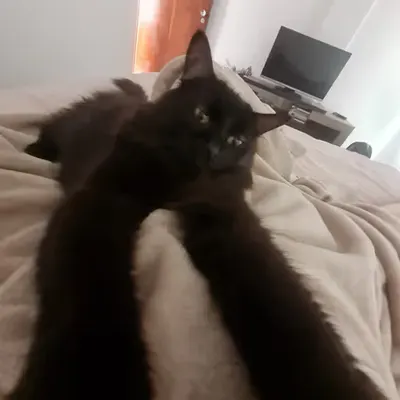 longboy
