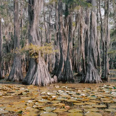 Caddo Lake (2011)