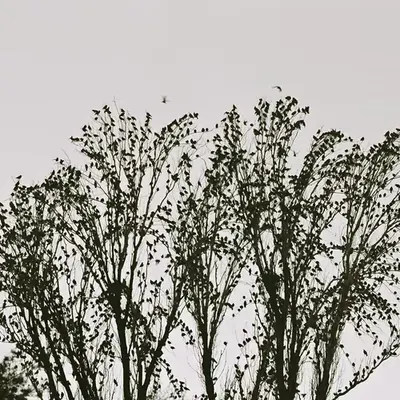 Hung by a thread