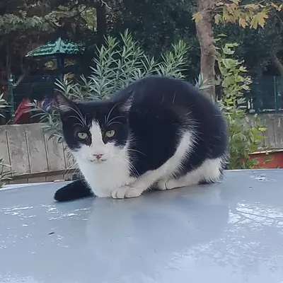 RARE CAT #8