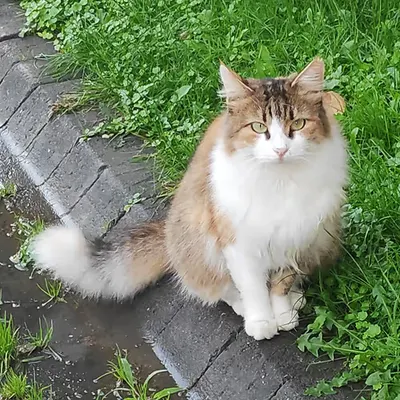 RARE CAT #9