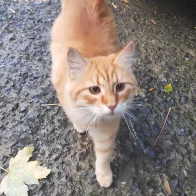 RARE CAT #10