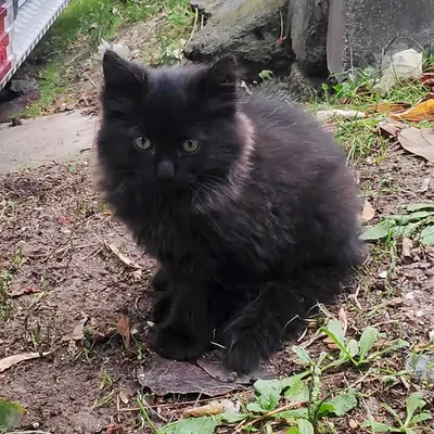 RARE CAT #11