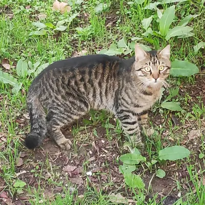 RARE CAT #2