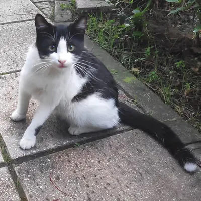 RARE CAT #3