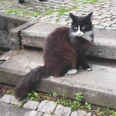 RARE CAT #4