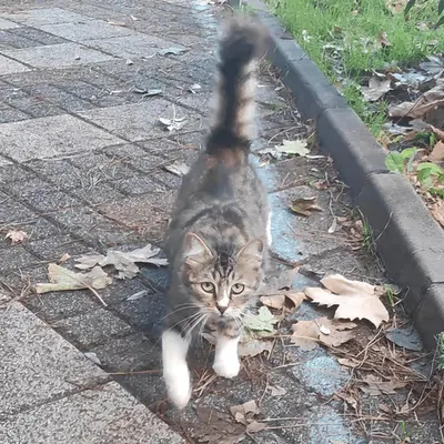RARE CAT #5