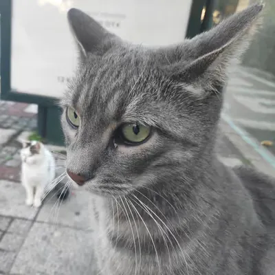 RARE CAT #6