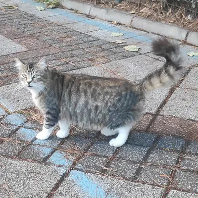 RARE CAT #7