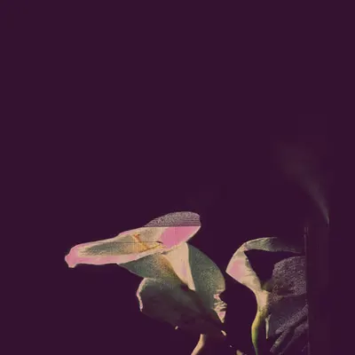 night after night