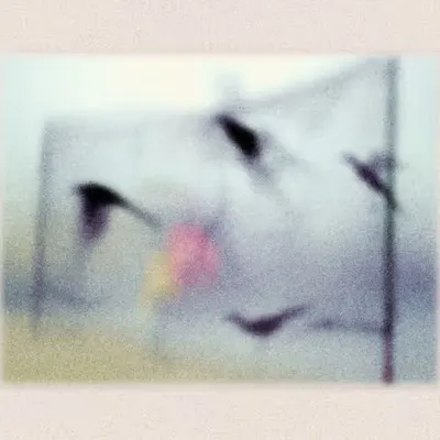 fly fly