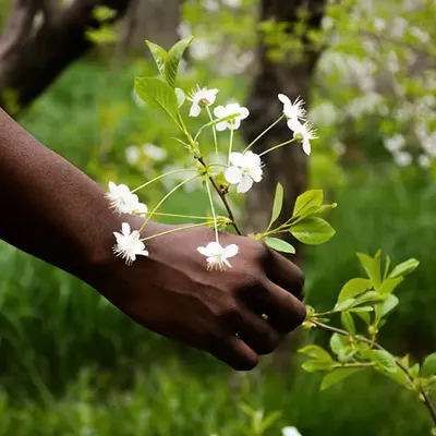 Nature's Harmony #7