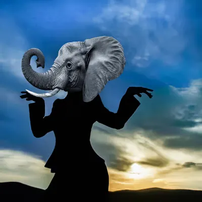 Elephants Matter #1