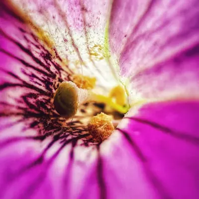 Radiant Bloom