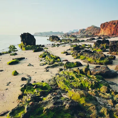 Moss and Tide