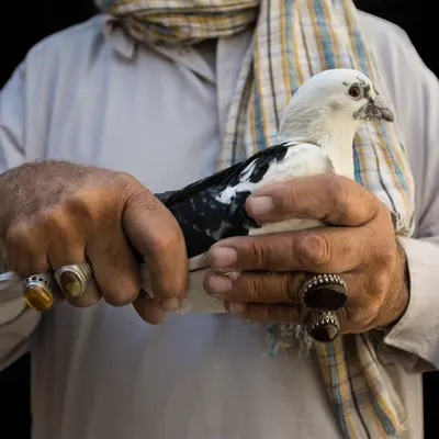 Pigeon-Fancier
