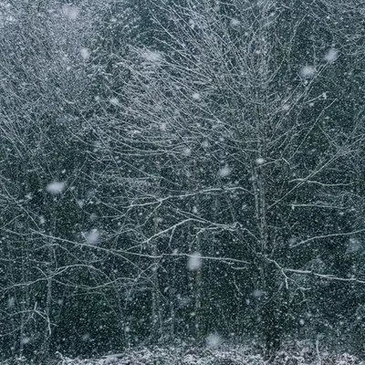 Tiger Mountain Blizzard