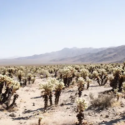 Garden of Cholla