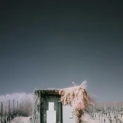 Wineyard Shelter