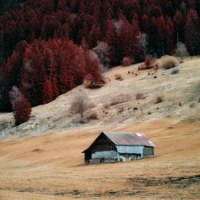 Lone Shelter