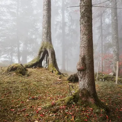 Woodland #1