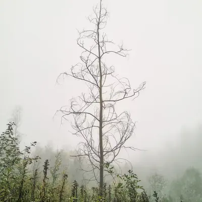 Woodland #2