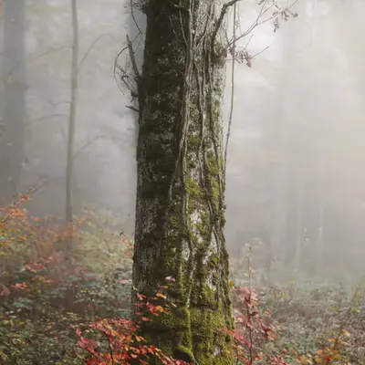 Woodland #3