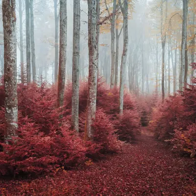 Red Woodland