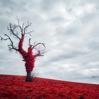 Wrapped In Red