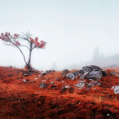 Solitude