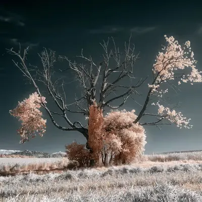 P0531D0N