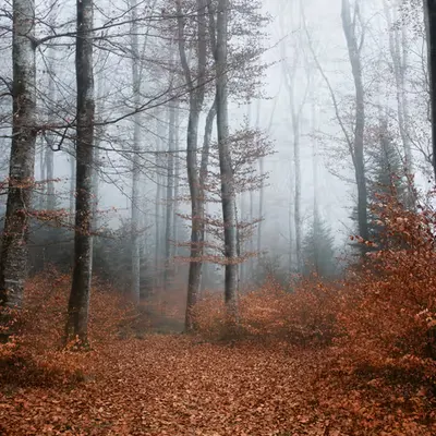 The Mist