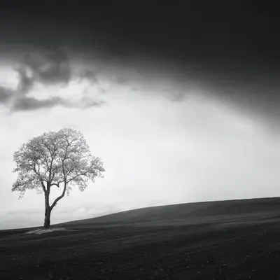 Veil